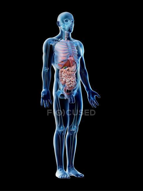 Modello di corpo trasparente che mostra anatomia maschile e organi interni, illustrazione digitale . — Foto stock