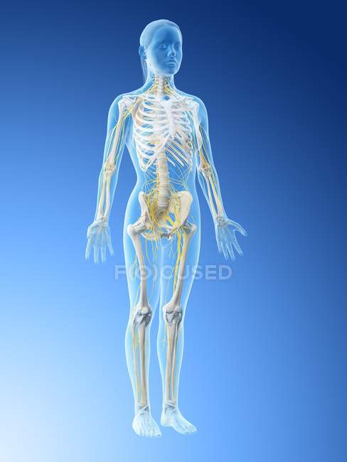 Silhouette du corps féminin avec système nerveux visible, illustration par ordinateur . — Photo de stock