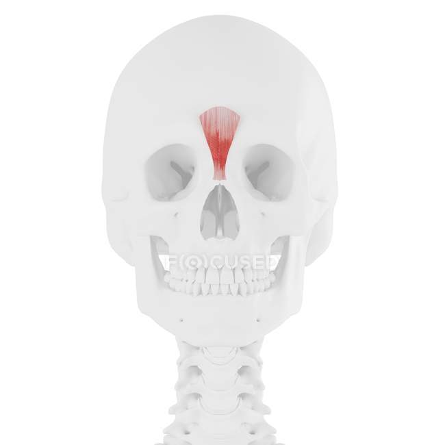 Esqueleto humano con músculo Procerus de color rojo, ilustración digital
. — Stock Photo