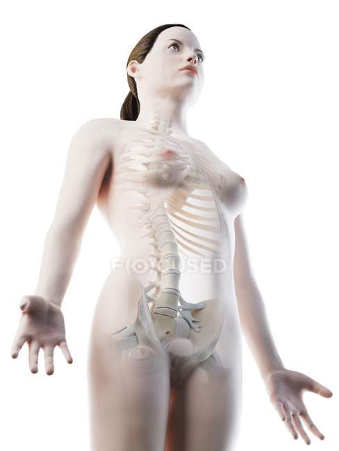 Huesos femeninos abstractos de la parte superior del cuerpo, ilustración por computadora . - foto de stock
