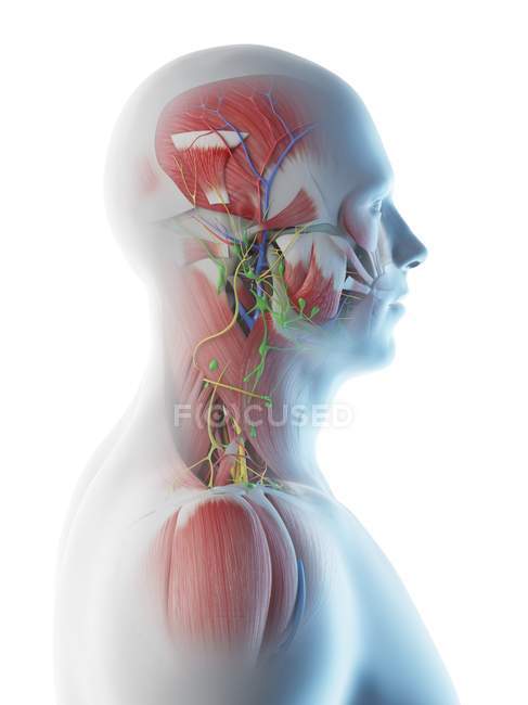 Anatomia e musculatura da cabeça e pescoço masculinos, ilustração digital . — Fotografia de Stock