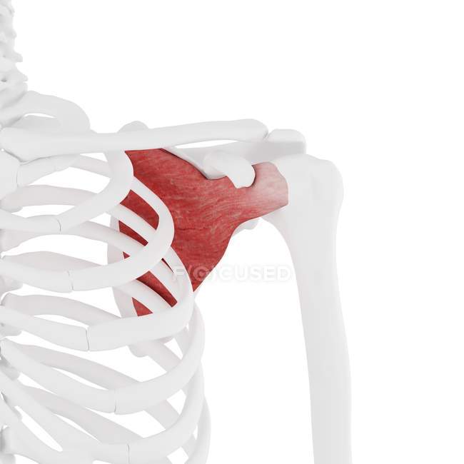 Человеческий скелет с красным цветом надплечника мышцы, цифровая иллюстрация
. — стоковое фото