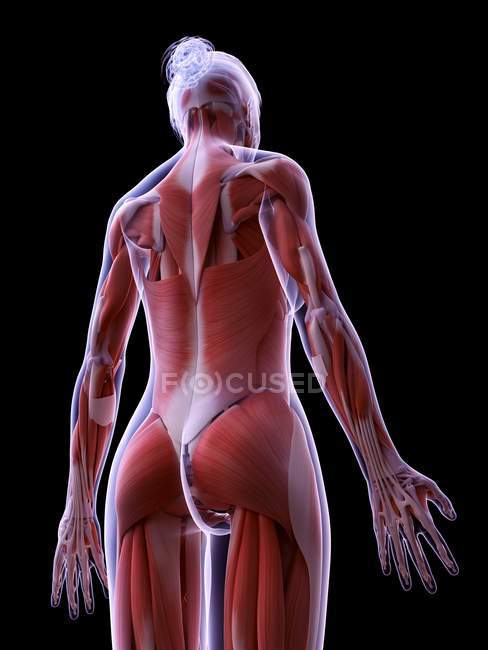 Estructura realista de la musculatura femenina, ilustración por ordenador . - foto de stock