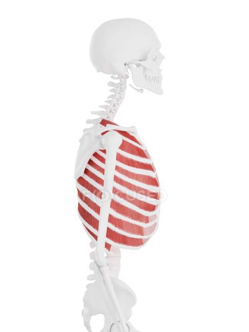 Scheletro umano con muscolo intercostale esterno di colore rosso, illustrazione digitale . — Foto stock