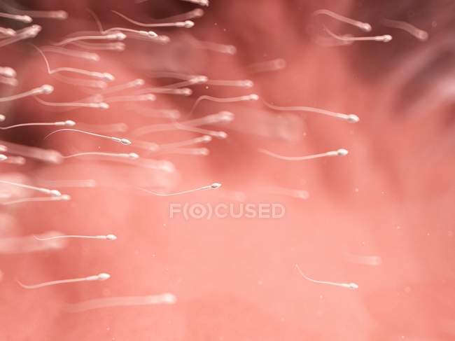Клітини сперми, абстрактна цифрова ілюстрація . — стокове фото