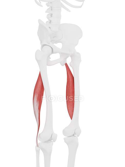 Частина скелета людини з деталізованим червоним Biceps femoris longus м'язом, цифрова ілюстрація . — стокове фото