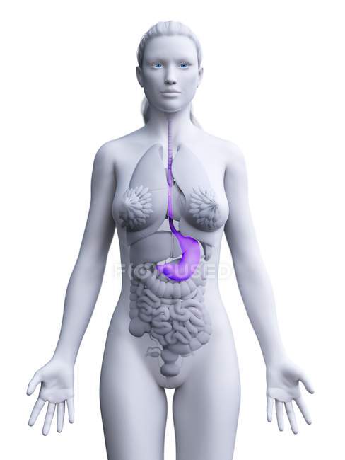 Modèle 3D abstrait du corps féminin démontrant l'estomac dans l'anatomie humaine, illustration numérique . — Photo de stock