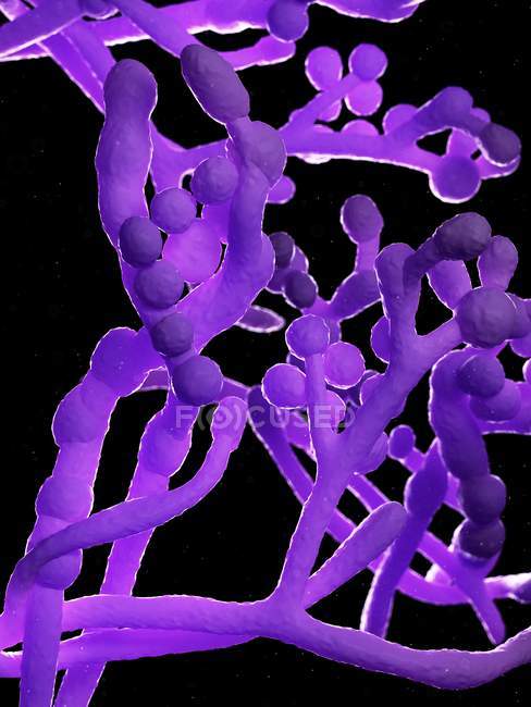 Funghi di cladosporium su sfondo nero, illustrazione digitale . — Foto stock