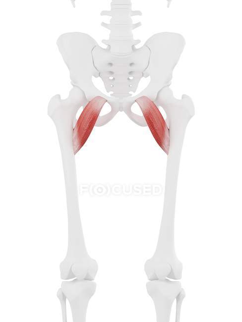Человеческий скелет с красным цветом мышцы Pectineus, цифровая иллюстрация
. — стоковое фото