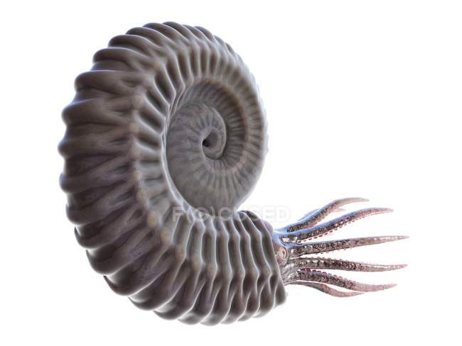 Antico animale ammonite su sfondo bianco, illustrazione al computer . — Foto stock