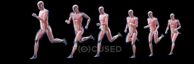 Silueta de corredor que muestra la anatomía de los músculos, ilustración por ordenador . - foto de stock