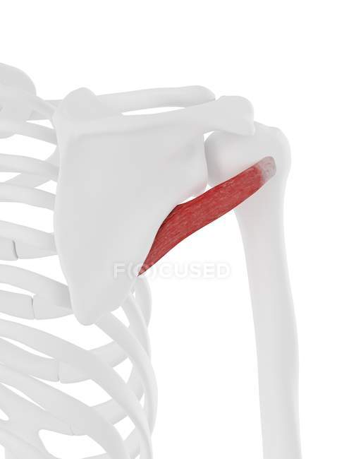 Human skeleton model with detailed Teres minor muscle, computer illustration. — Stock Photo