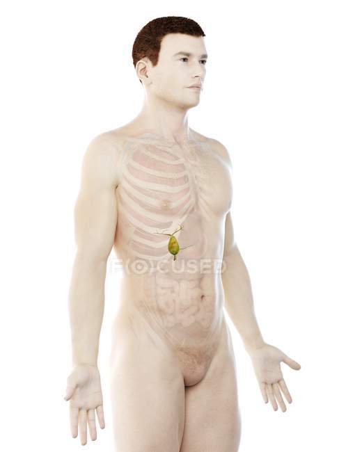 Sichtbare Gallenblase im männlichen Körper 3D-Modell, Computerillustration. — Stockfoto