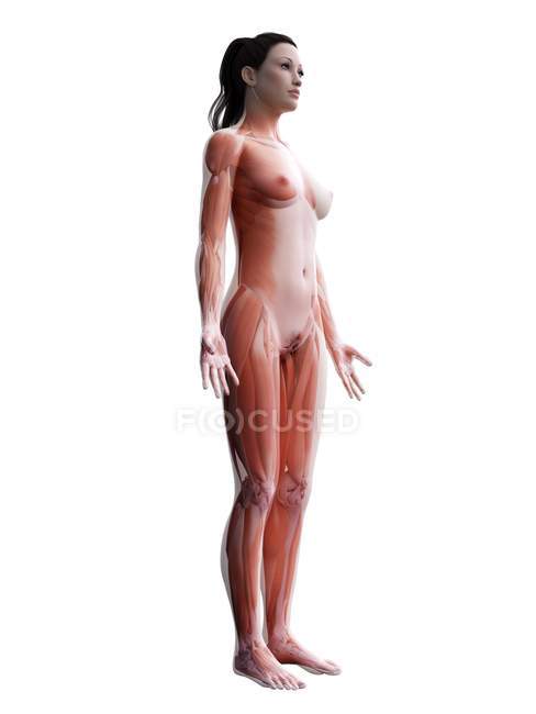 Жіноче тіло з видимою мускулатурою, цифровий приклад. — стокове фото