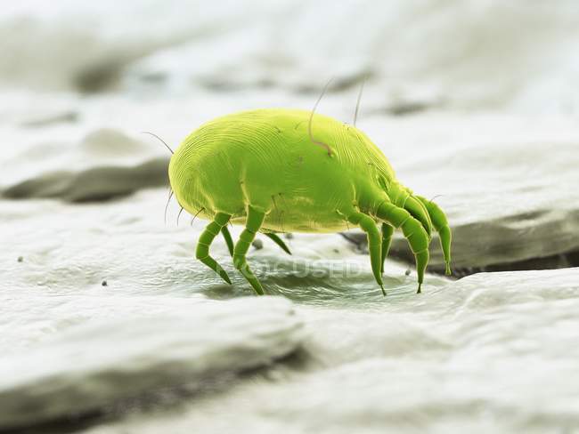 Green colored dust mite, digital illustration. — Stock Photo