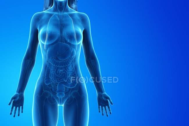 Modelo del cuerpo humano que muestra la anatomía femenina con órganos internos, ilustración de renderizado 3D digital . - foto de stock