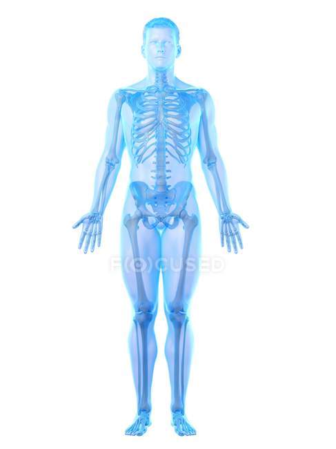 Мужской скелет в прозрачном силуэте корпуса, компьютерная иллюстрация . — стоковое фото
