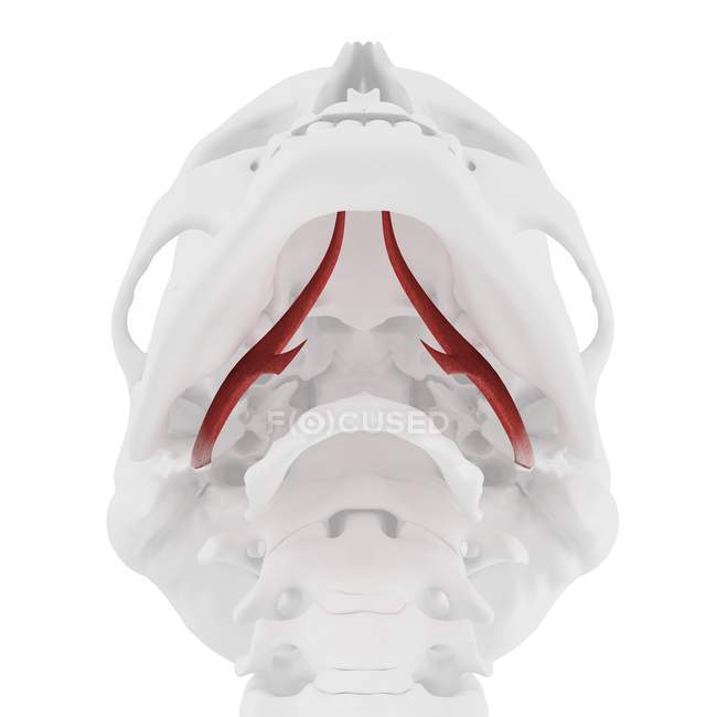 Esqueleto humano con músculo Styloglossus de color rojo, ilustración digital . - foto de stock