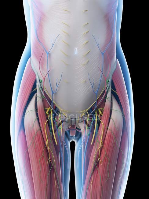 Anatomie abdominale et musculature féminine, illustration par ordinateur . — Photo de stock