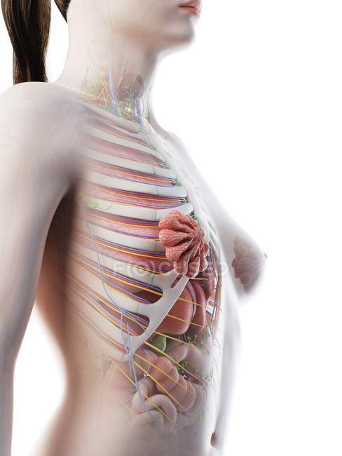 Anatomia della parte superiore del corpo femminile e organi interni, illustrazione al computer . — Foto stock