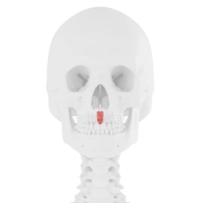Calavera humana con detalle rojo Depresor septi nasi músculo, ilustración digital . - foto de stock