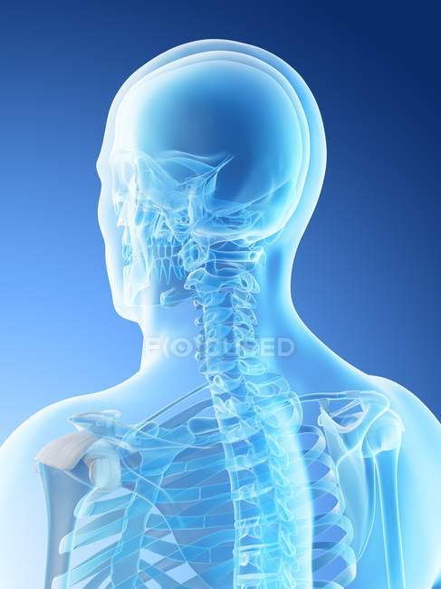 Abstrakte männliche Kopf- und Halsknochen, Computerillustration. — Stockfoto