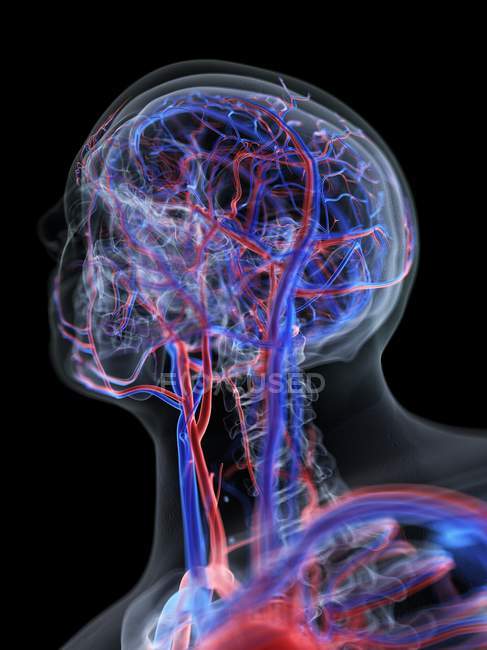 Sistema vascolare della testa umana, illustrazione del computer . — Foto stock