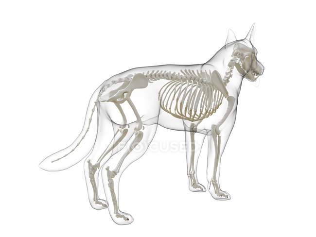 Silueta para perros con esqueleto visible sobre fondo blanco, ilustración digital . - foto de stock