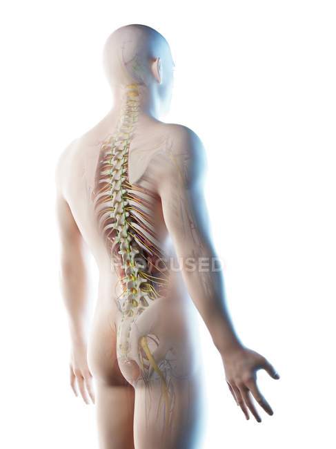 Anatomia della schiena maschile e sistema scheletrico, illustrazione del computer
. — Foto stock