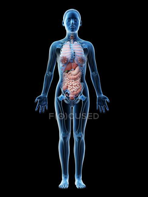 Menschliches Körpermodell mit weiblicher Anatomie mit inneren Organen, digitale 3D-Darstellung. — Stockfoto