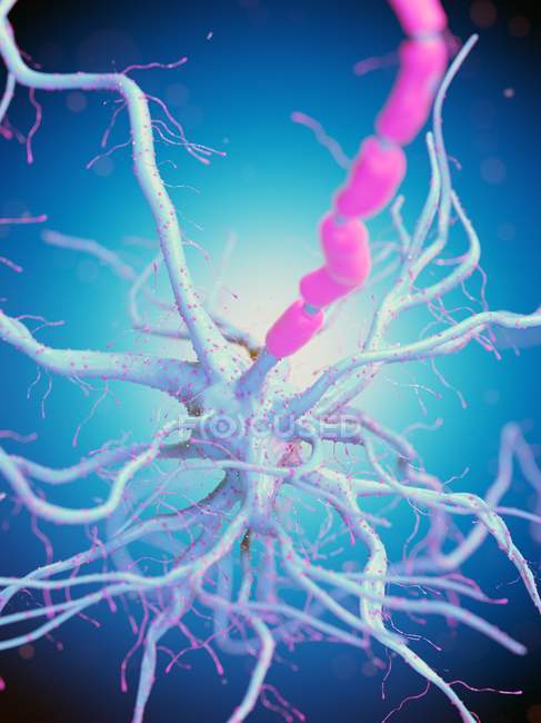 Célula nerviosa con axón de color rosa sobre fondo azul, ilustración digital
. - foto de stock