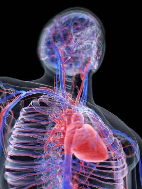 Sistema cardiovascular y corazón en el cuerpo masculino normal, ilustración por computadora . - foto de stock