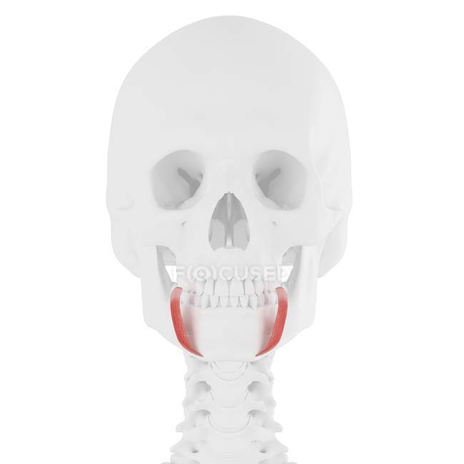 Menschlicher Schädel mit detailliertem rotem Depressor anguli oris Muskel, digitale Illustration. — Stockfoto