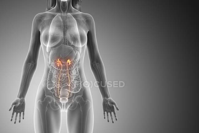 Uréter visible en cuerpo femenino abstracto, ilustración por ordenador . - foto de stock
