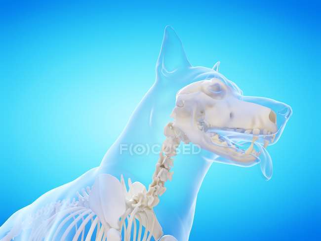 Silhouette di cane con scheletro visibile su sfondo blu, illustrazione digitale . — Foto stock