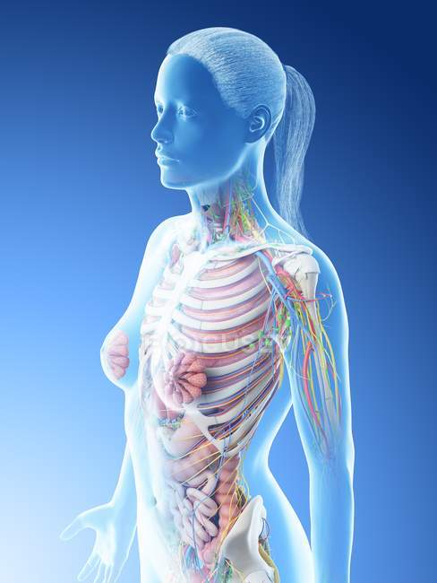 Female upper body anatomy and internal organs, computer illustration. — Stock Photo