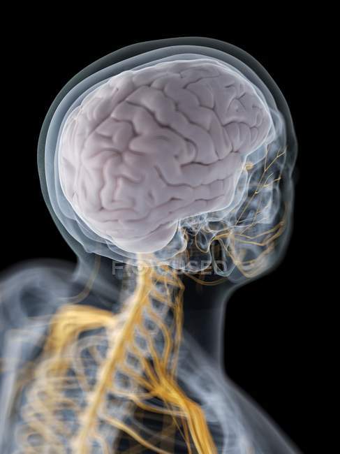 Silhouette maschile astratta con cervello visibile e nervi del sistema nervoso, illustrazione al computer . — Foto stock