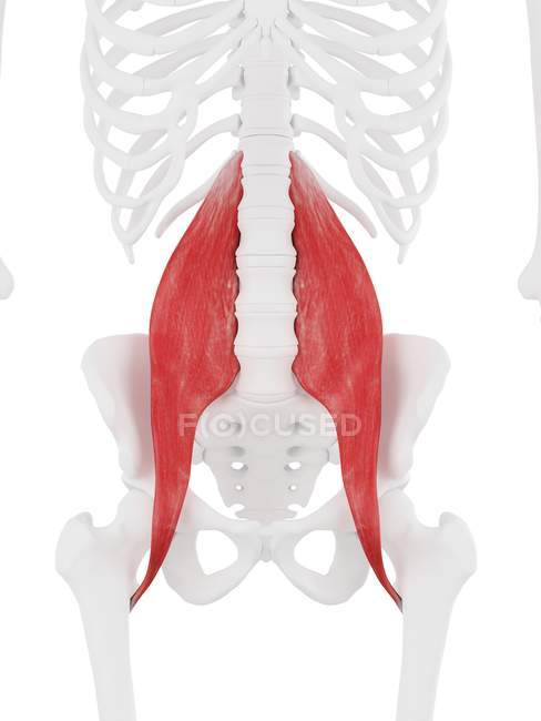 Menschliches Skelett mit rotfarbigem Psoas-Hauptmuskel, digitale Illustration. — Stockfoto