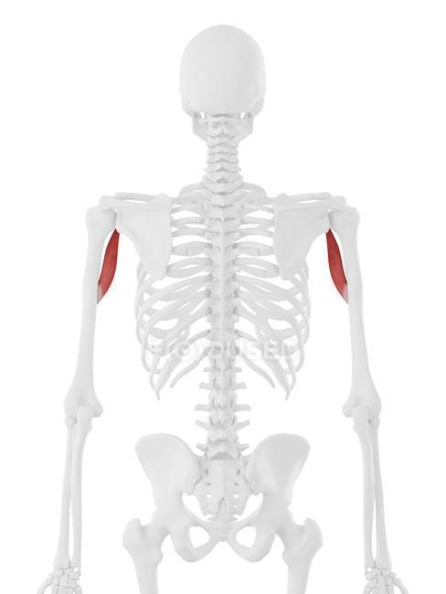 Людський скелет з деталізованим червоним м'язами Coracobrachialis, цифрова ілюстрація . — стокове фото
