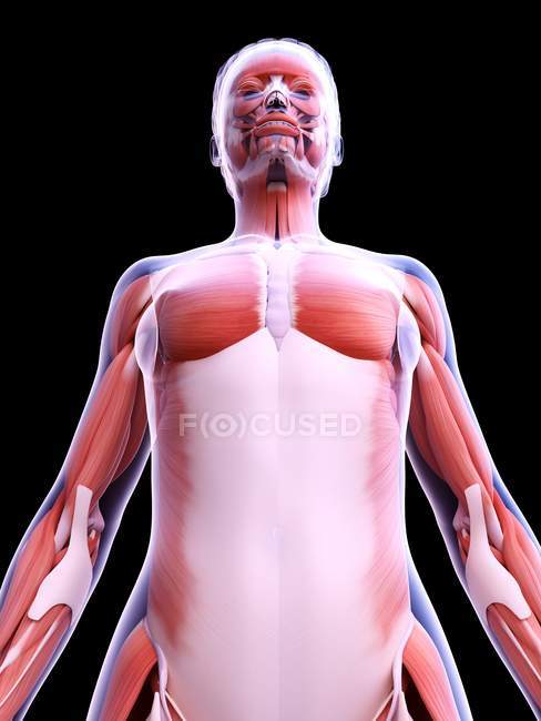Realistic structure of female musculature, computer illustration. — Stock Photo