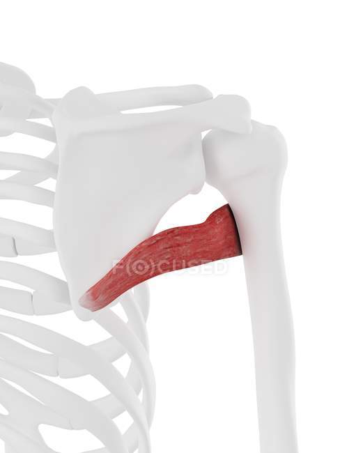 Human skeleton model with detailed Teres major muscle, computer illustration. — Stock Photo
