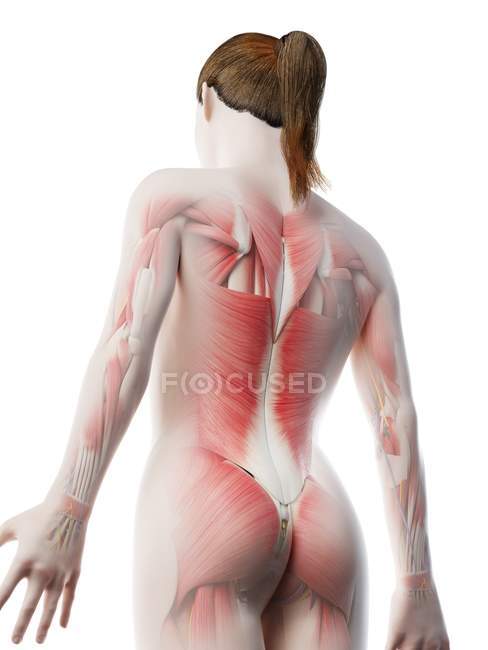 Musculatura feminina de costas, ilustração de computador . — Fotografia de Stock