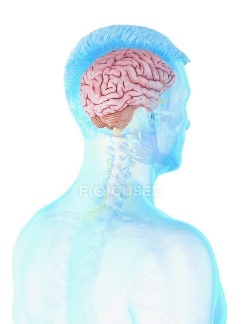 Anatomía del cuerpo masculino con cerebro visible, ilustración digital . - foto de stock