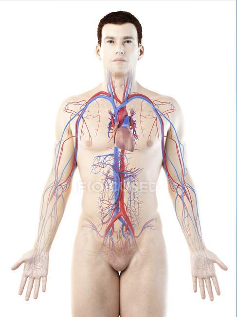 Cuerpo masculino con sistema vascular visible, ilustración por ordenador
. - foto de stock