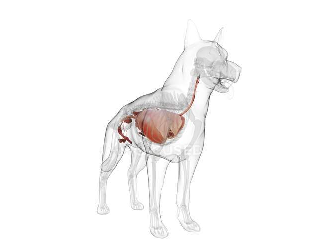 Anatomía del perro con órganos visibles sobre fondo blanco, ilustración digital . - foto de stock