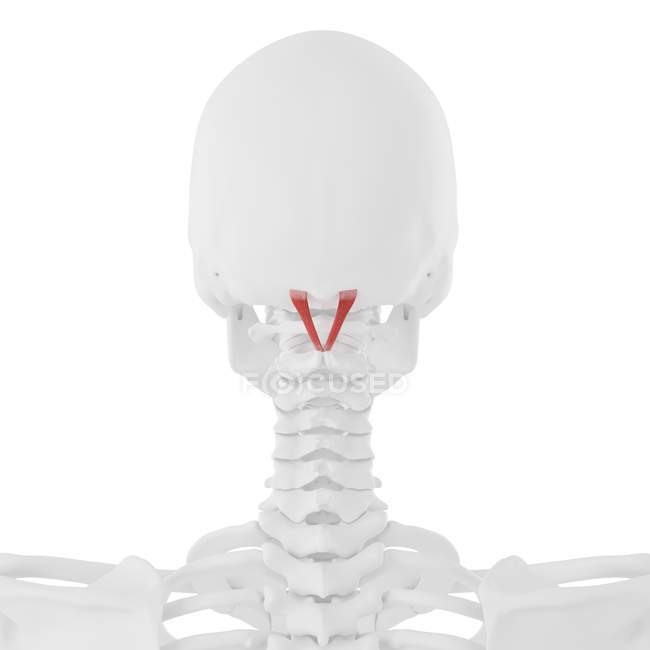 Scheletro umano con muscolo maggiore posteriore di Rectus capitis di colore rosso, illustrazione digitale . — Foto stock