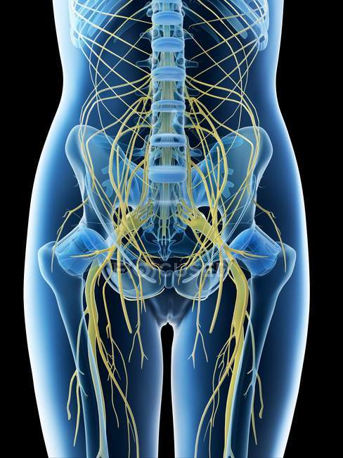 Nervios lumbares en silueta femenina abstracta, ilustración por computadora . - foto de stock