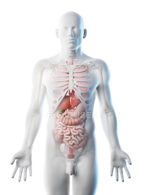 Modelo corporal transparente que muestra anatomía masculina y órganos internos, ilustración digital . - foto de stock