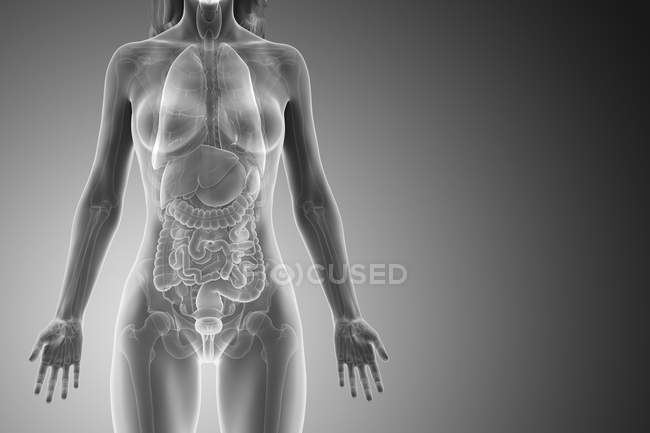Модель человеческого тела, показывающая женскую анатомию с внутренними органами, цифровая 3D рендеринг иллюстрация
. — стоковое фото