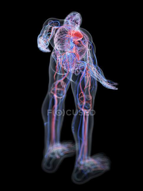 Sistema cardiovascular en el cuerpo masculino normal, ilustración por computadora . - foto de stock